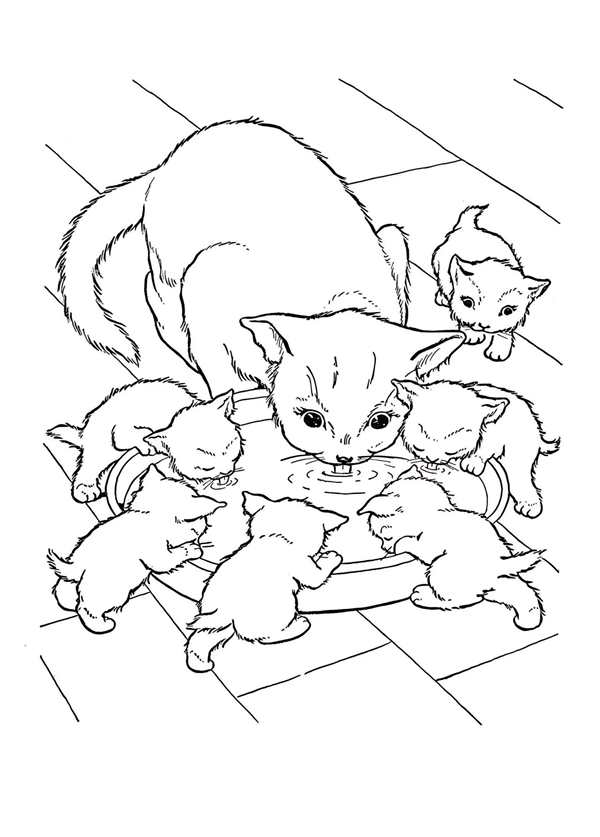 Раскраска кот