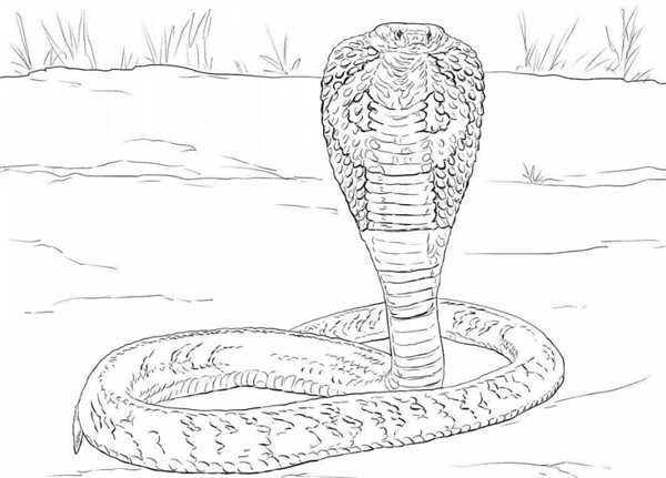 Рисунок змеи для раскрашивания