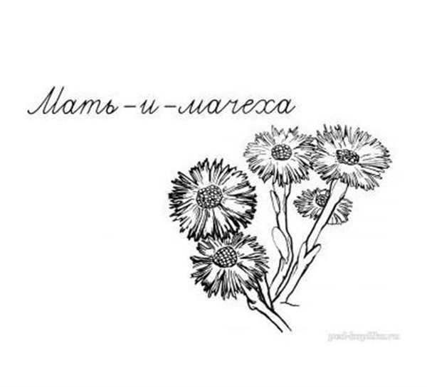 Мать и мачеха растение раскраска