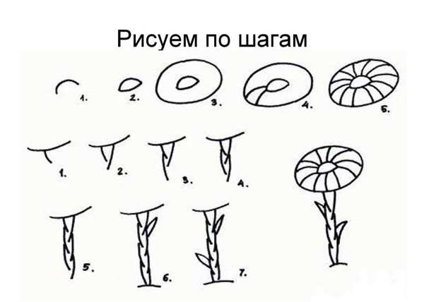Лекарственные растения раскраска