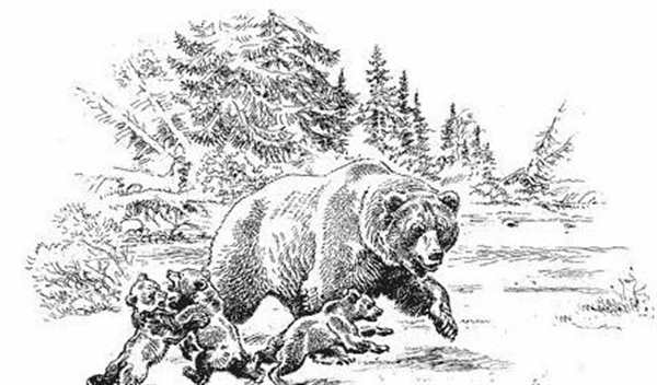 Медведь раскраска