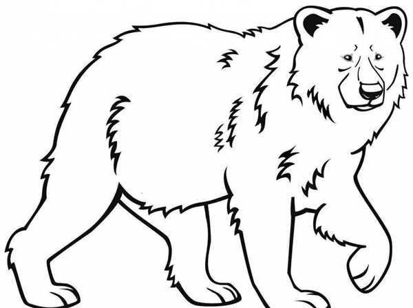Медведь рисунок