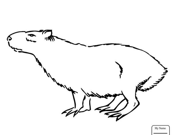 Колибора раскраска