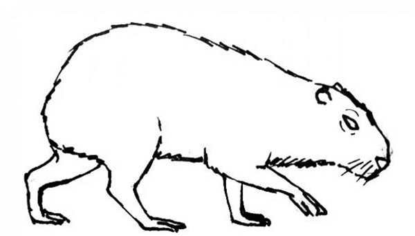 Колибора раскраска
