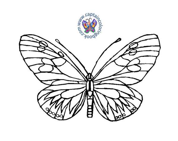 Мотылек раскраска