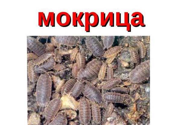 Мокрица эскиз