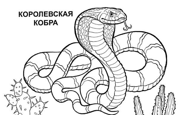 Змея раскраска для детей