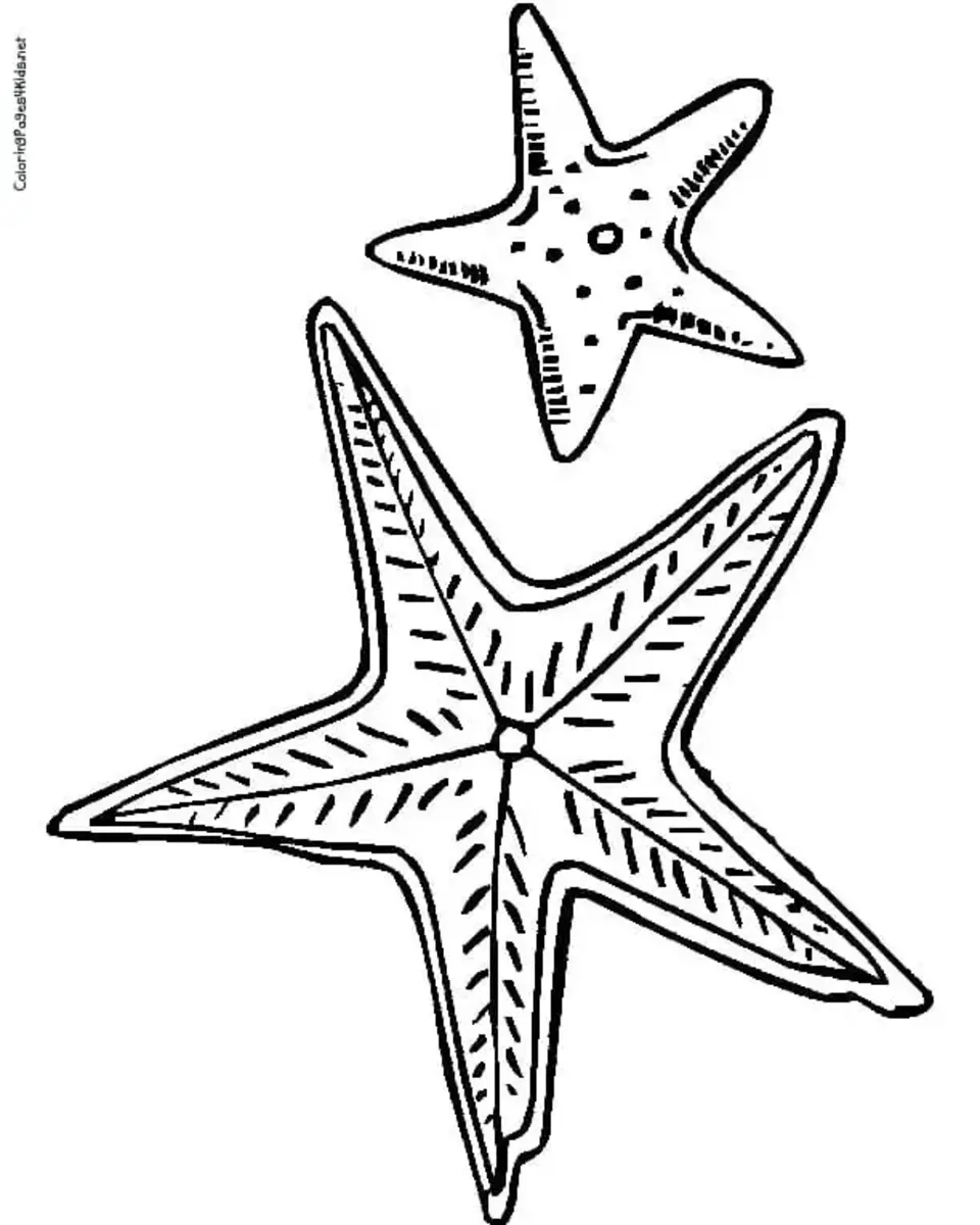 Раскраска морские растения