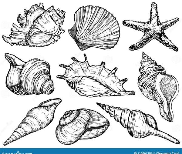 Раскраски ракушки морские