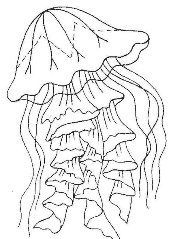 Раскраска морской медузыCreative Coloring Fun