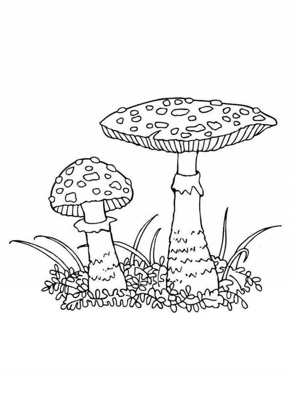 Мухомор раскраска
