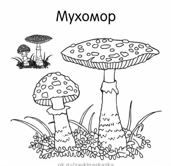 Гриб мухомор раскраска