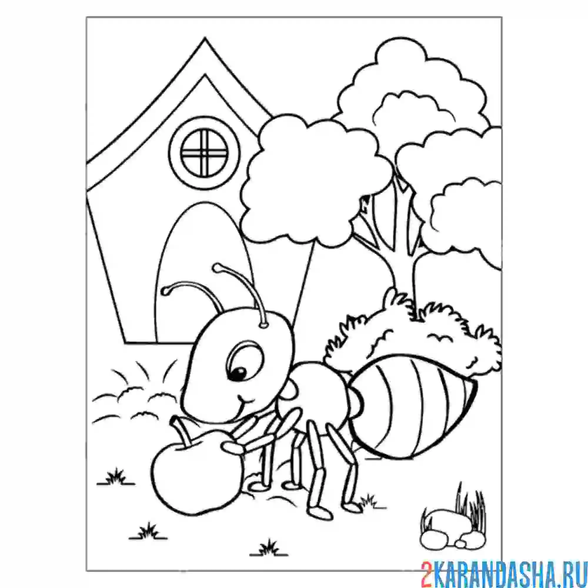 Ant раскраска