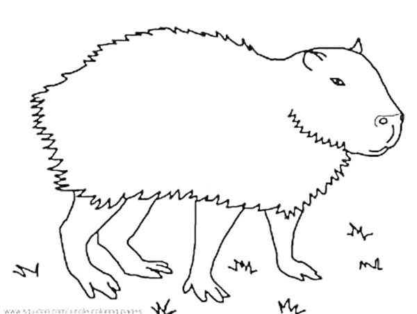 Капибара раскраска
