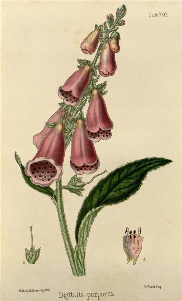 Наперстянка пурпуровая (digitalis purpurea)