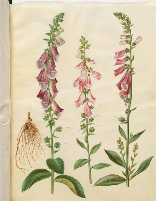 Наперстянка Foxglove