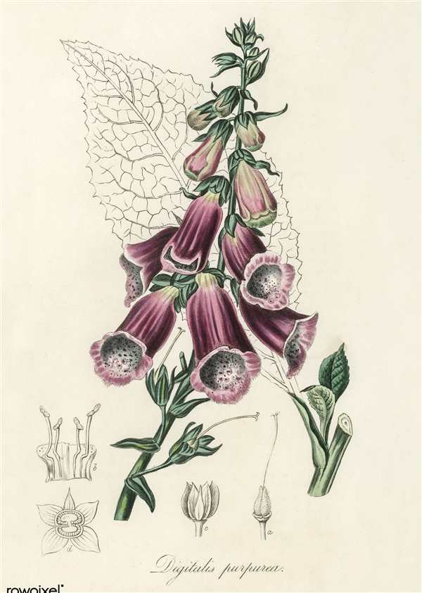 Наперстянка Foxglove