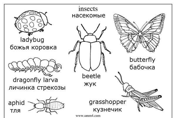 Раскраска насекомых веселое и увлекательное занятие