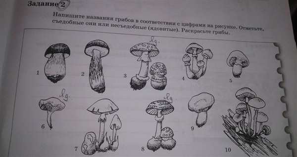 Раскраска гриб ложные опята