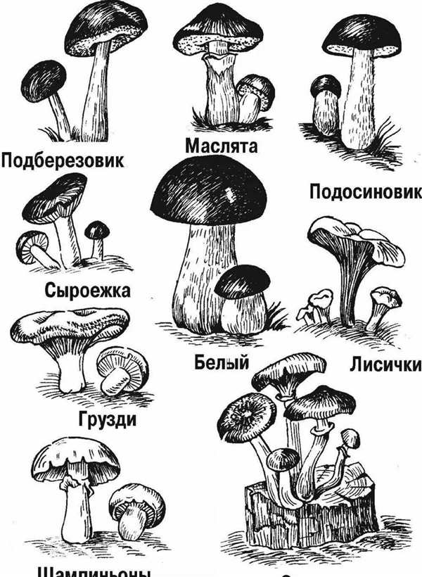 Волоконница гриб