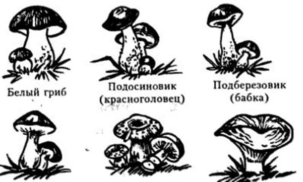 Съедобные грибы и несъедобные грибы раскраска