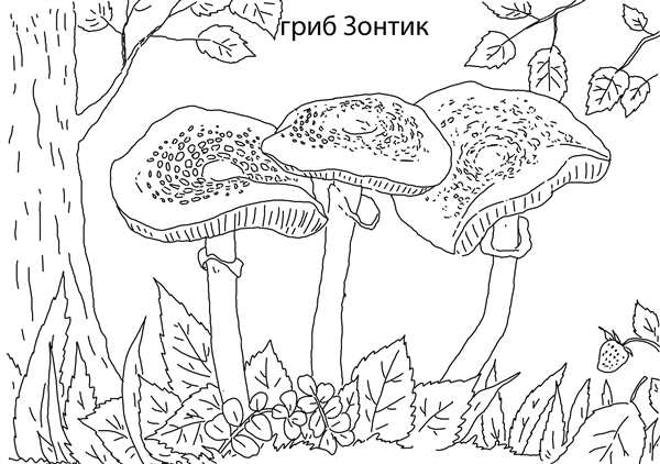 Раскраска Несъедобные грибы
