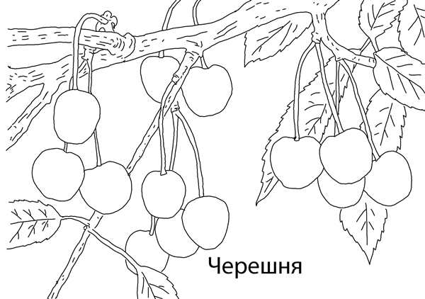 Цветок Сакуры рисунок