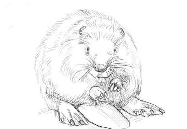 Рисунок бобра