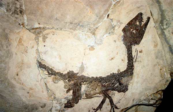 Fossil окаменелости