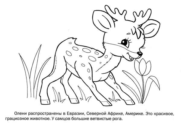 Раскраска Оленёнок в Цветочном Парке