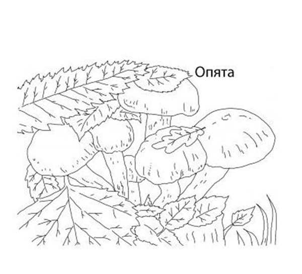 Раскраска грибы опята