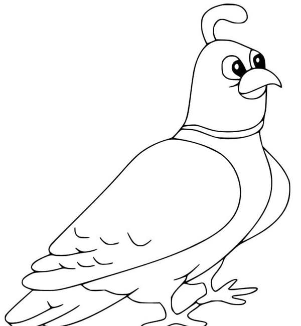 Птицы. Раскраска