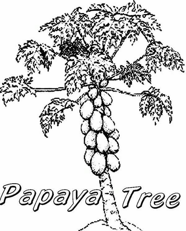 Papaya pictures for Kids for Coloring