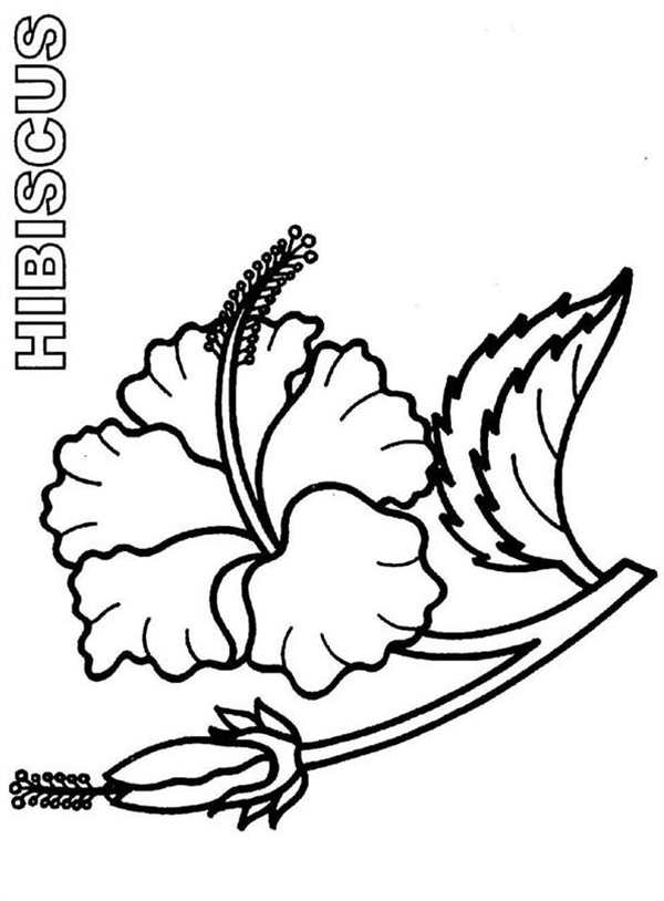 Гибискус рисунок