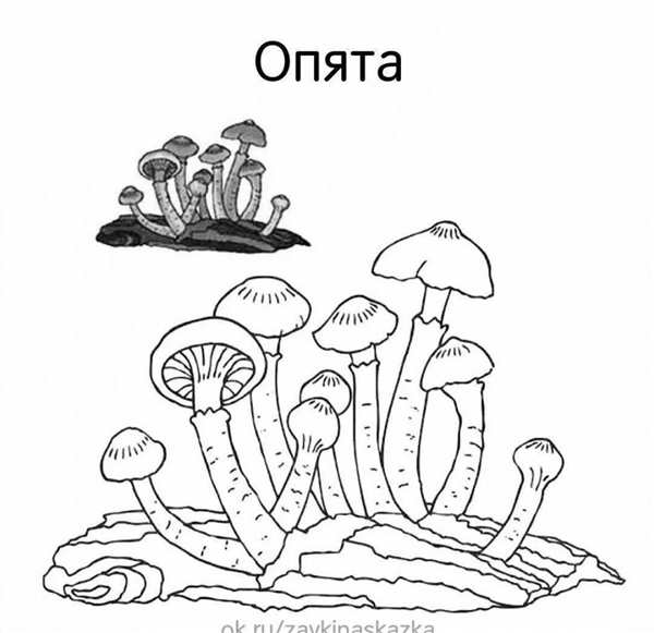 Зарисовка пня карандашом