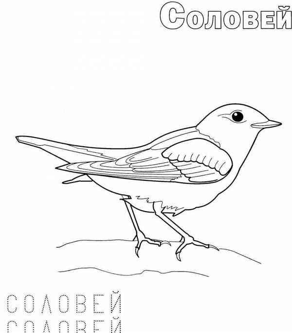 Раскраска перелент ные птицв