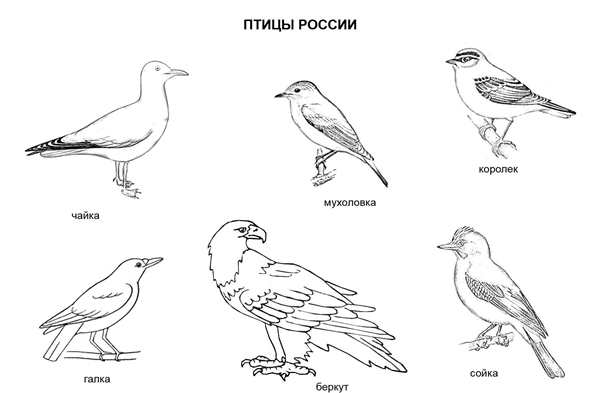 Перелетные птицы Кукушка зимующий