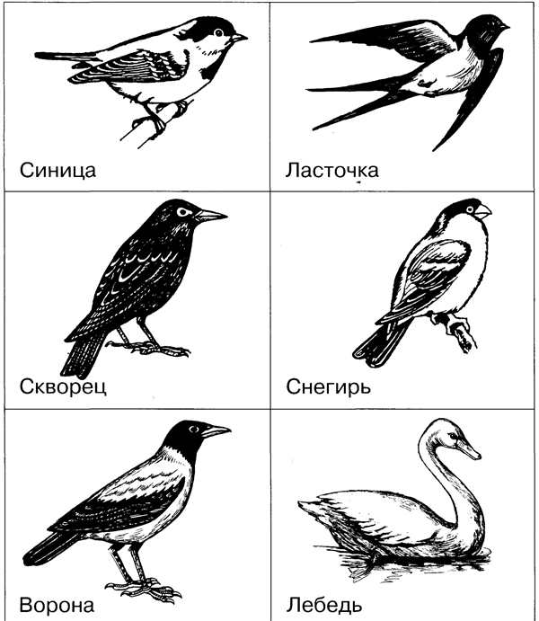 Перелетные птицы раскраска Грач