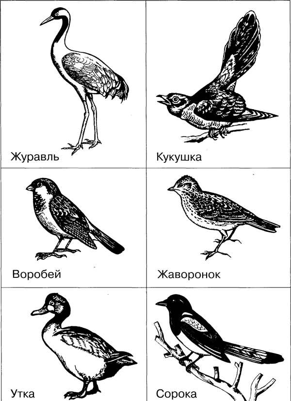 Перелетные птицы раскраска для детей