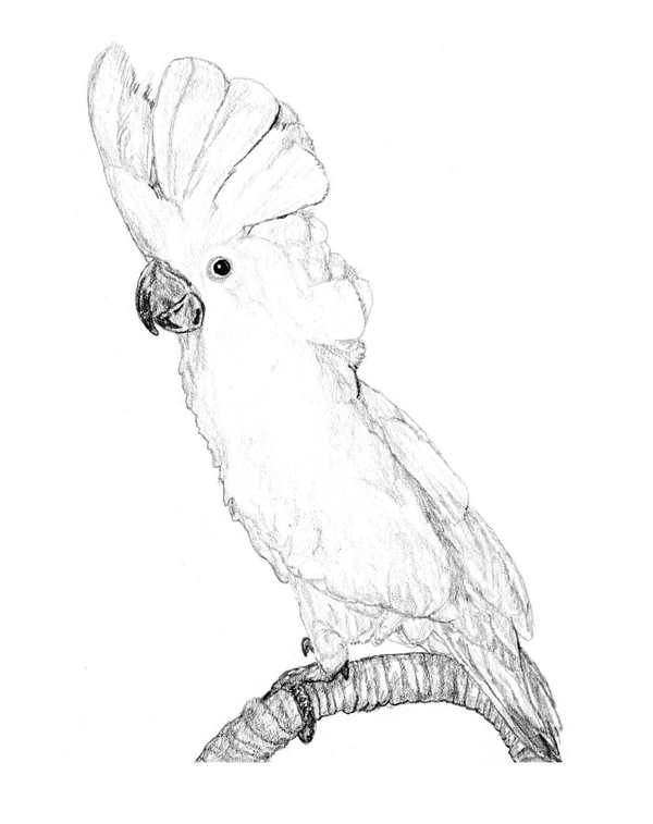 Рио раскраска