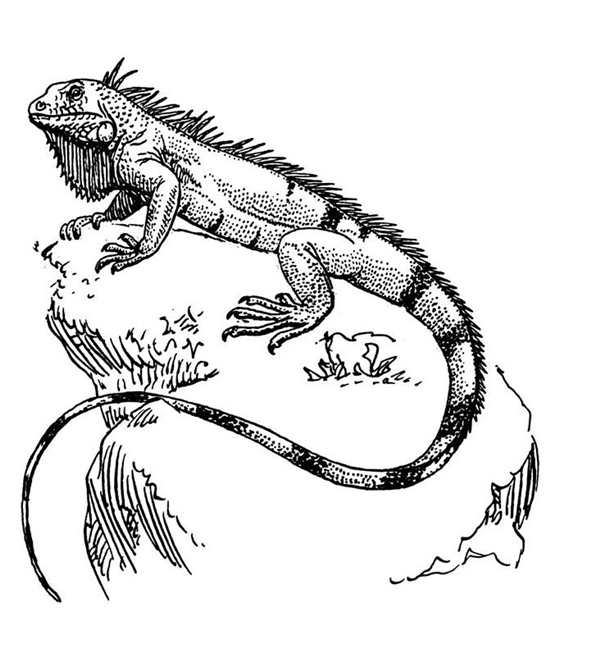 Ящерица раскраска