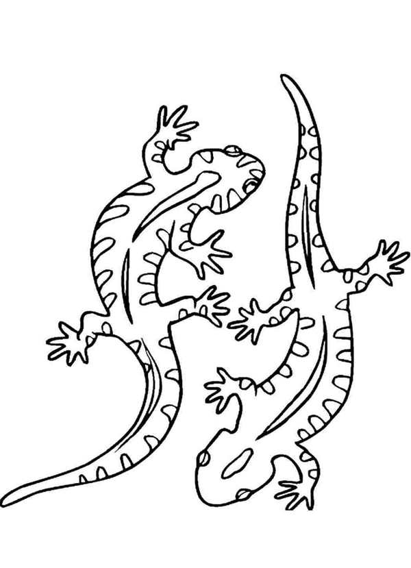 Прыткая ящерица рисунок