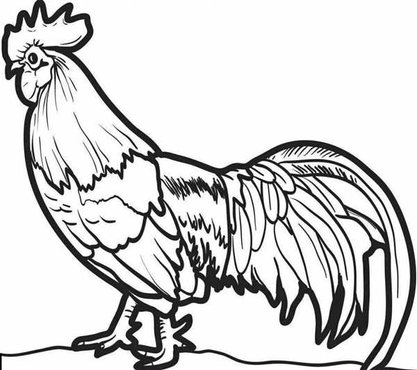 Курица и петух раскраска