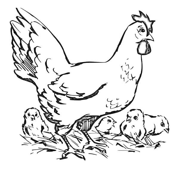 Петушок. Раскраска