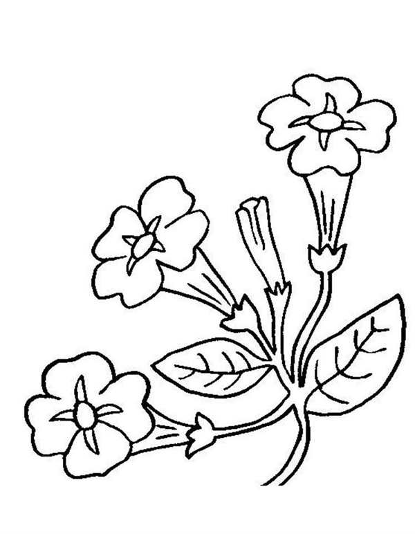 Рисунки цветов для срисовки