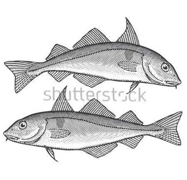 Пикша (Melanogrammus aeglefinus)