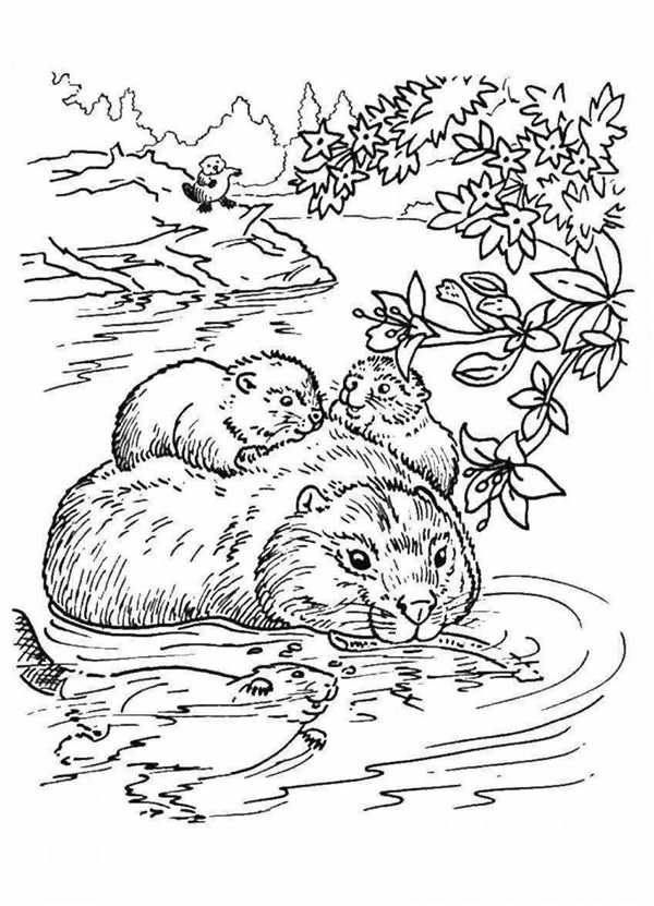 Рисунок бобра