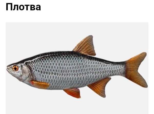Плотва раскраска
