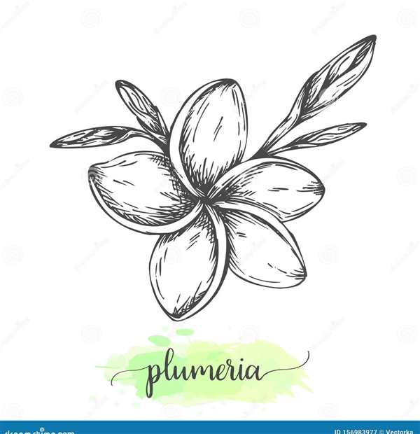 Раскраска плюмерии с большими листьями