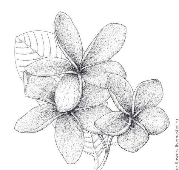 Плюмерия рисунок карандашом
